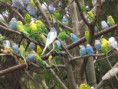 /album/muhabbetkusu/melopsittacus-undulatus-flock-jpg/